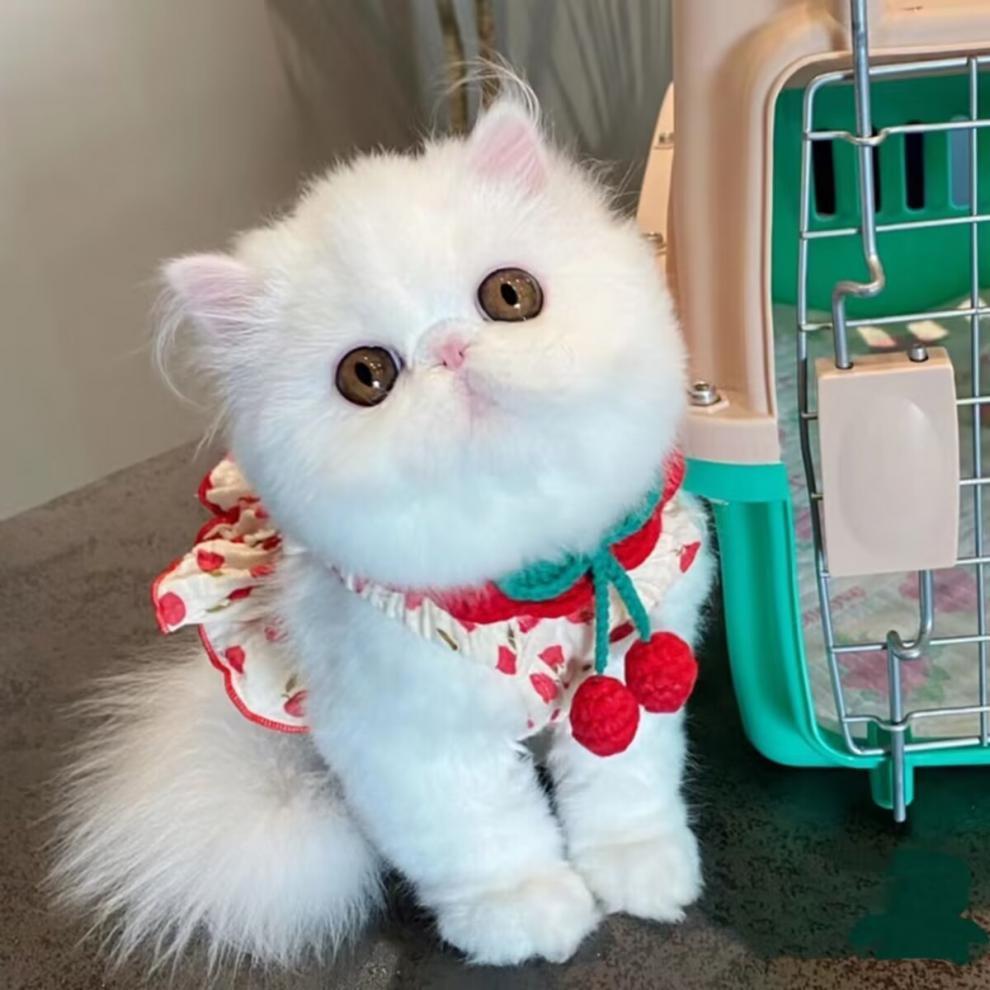 Summer Dog Halter Skirt